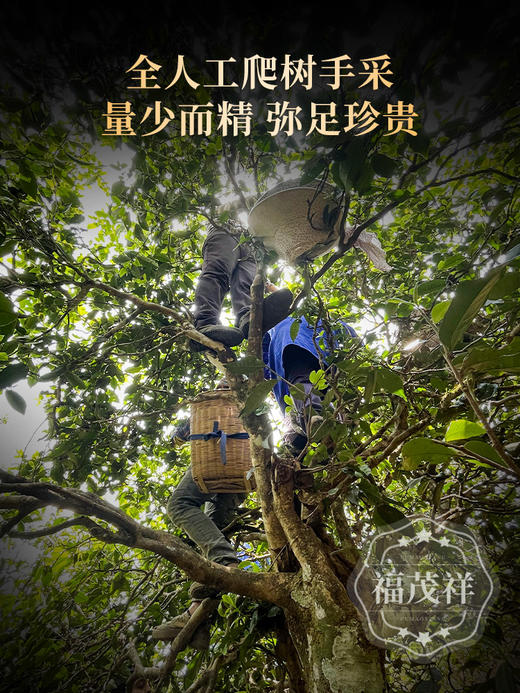 积分兑换【香椿林单株】严选签约茶地18颗大单株  2023年云南普洱生茶易武国有林香椿林单株357g饼茶 商品图6