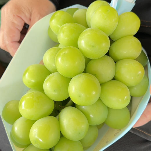 云南日光晴王阳光玫瑰香印青提顺丰冷链包邮下单从云南发货 商品图0