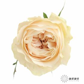 丽江基地单头玫瑰 | 奶茶