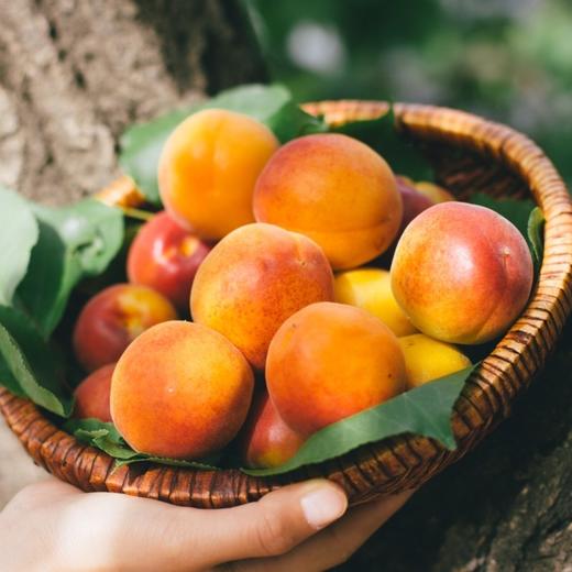 飨实崂山蜜杏，4.6-5斤礼盒装】三十年耕耘，十年品牌路，铸就非凡蜜杏，崂山山地种植，山泉水灌溉，软糯香甜，甜蜜多汁 商品图3