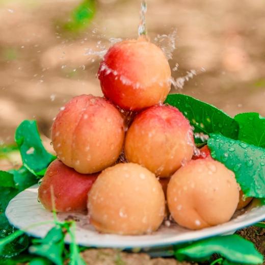 飨实崂山蜜杏，4.6-5斤礼盒装】三十年耕耘，十年品牌路，铸就非凡蜜杏，崂山山地种植，山泉水灌溉，软糯香甜，甜蜜多汁 商品图4