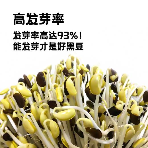 内蒙古有机黑豆 商品图5