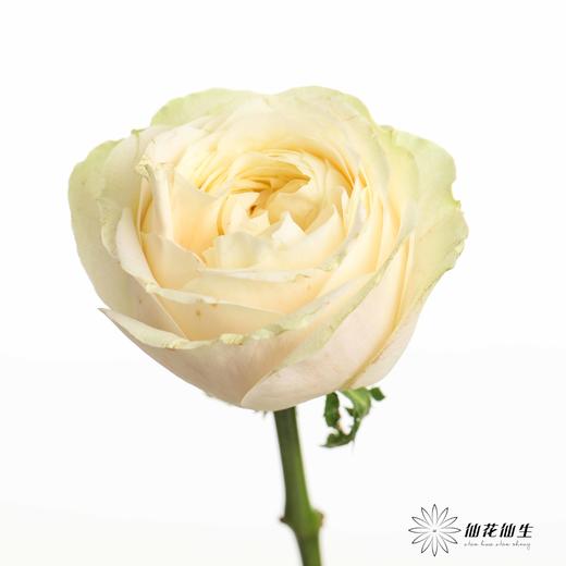 丽江基地单头玫瑰 | 艾洛尔 商品图1