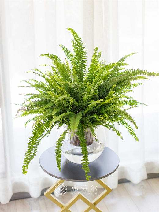 水培波斯顿蕨 商品图0