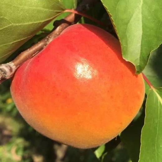 飨实崂山蜜杏，4.6-5斤礼盒装】三十年耕耘，十年品牌路，铸就非凡蜜杏，崂山山地种植，山泉水灌溉，软糯香甜，甜蜜多汁 商品图5