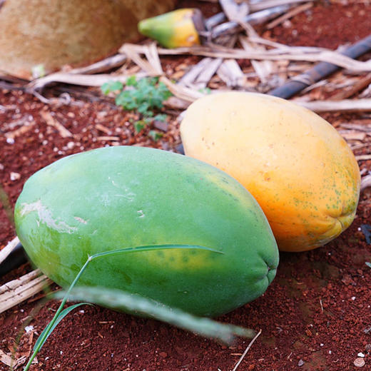 『雷州树上熟冰糖心木瓜』生态种植丑木瓜，肉质紧致厚实，清甜舒爽，香嫩柔滑 商品图9