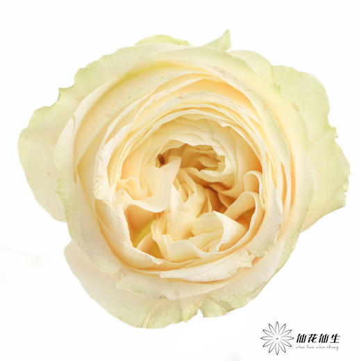 丽江基地单头玫瑰 | 艾洛尔 商品图0