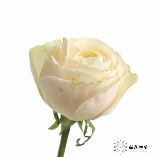 丽江基地单头玫瑰 | 艾洛尔 商品图3