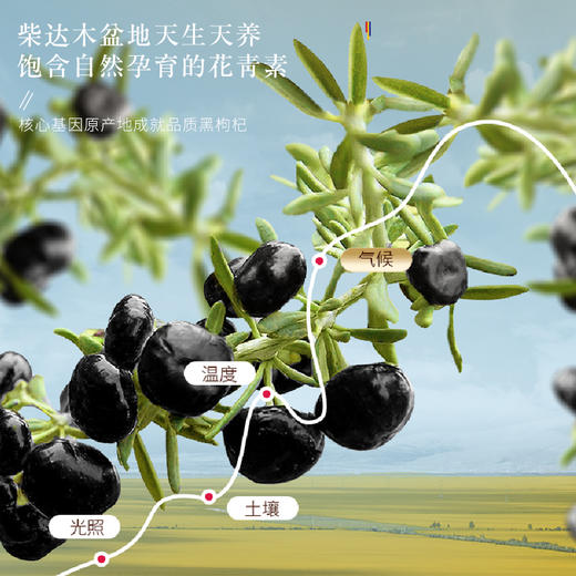 福东海 黑枸杞520克 精选青海柴达木大果 免洗泡水养生 商品图3
