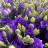 【花C自营】（AA级）洋桔梗·紫色 商品缩略图1