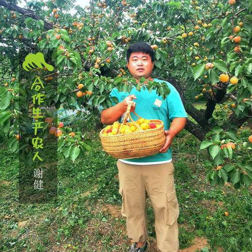 生态银白杏 | 合作生产*Eco- apricot | Coproduction 商品图1