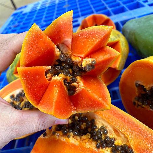 『徐闻树上熟冰糖心木瓜』生态种植丑木瓜，肉质紧致厚实，清甜舒爽，香嫩柔滑 商品图0