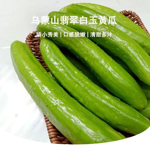 【新品】顺丰发货荷兰种源翡翠白玉黄瓜4斤-4.5斤装 商品图0