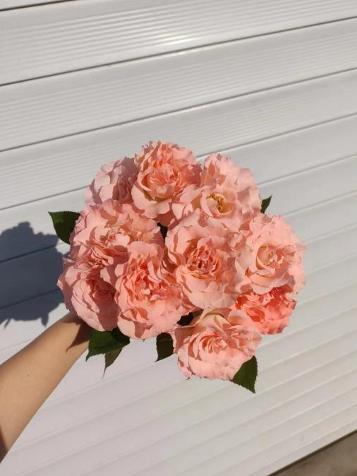 人鱼公主8支（拼团） 商品图0