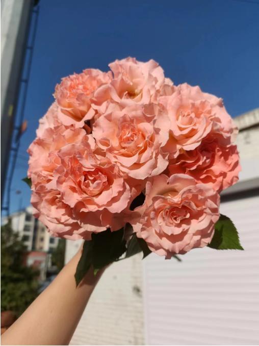 人鱼公主8支（拼团） 商品图1