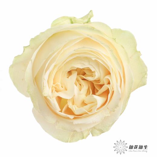 丽江基地单头玫瑰 | 艾洛尔 商品图5