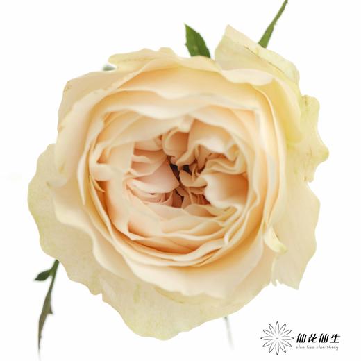 丽江基地单头玫瑰 | 奶茶 商品图4