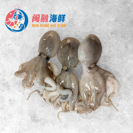 冰鲜八爪鱼(章鱼) /斤 商品图0