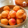 生态金太阳黄杏 | 合作生产*Eco-Yellow apricot | Coproduction 商品缩略图4