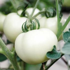 PK美白针，制服黄黑皮，击退色斑！每天2粒，get无瑕肌！