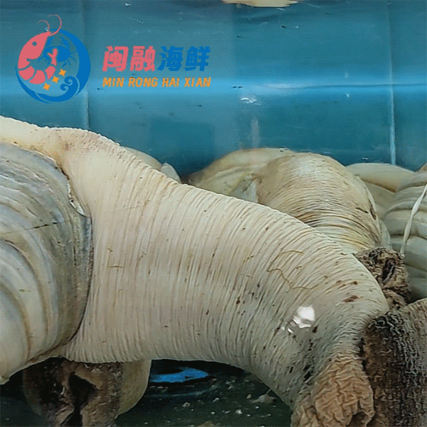 鲜活象拔蚌(水蚌) /个