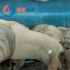 鲜活象拔蚌(水蚌) /个 商品缩略图0