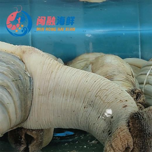 鲜活象拔蚌(水蚌) /个 商品图0