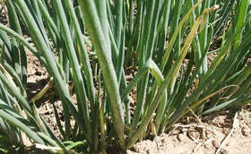 大葱移栽前防虫工作您做了吗?虫害爆发后果严重 