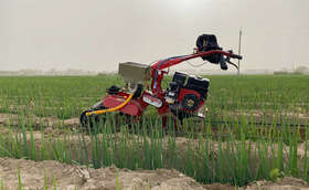 这样培土大葱葱白又粗又长