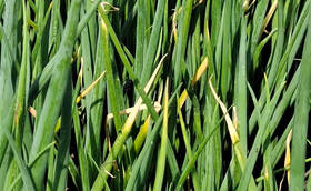 大葱病虫害早做防治,错过预防良机后悔拍大腿 