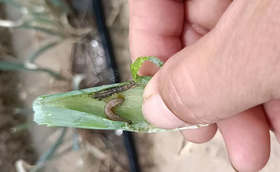 大葱地里出现青虫怎么办?用药不对全白费 