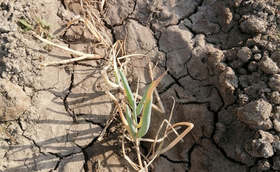 移栽后如何避免大葱出现死棵烂苗