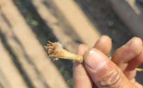 大葱移栽后葱根上有虫怎么办 