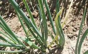 大葱蓟马危害多,提前防治是关键 