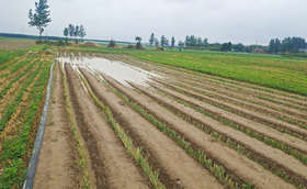 雨后如何做好葱田管理 