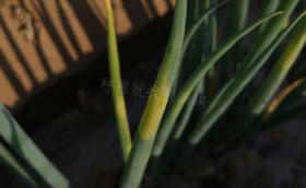 大葱霜霉病防治措施您做了吗? 