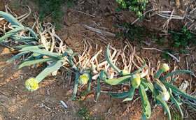 为什么今年这么多大葱抽薹?大葱抽薹有哪些影响? 