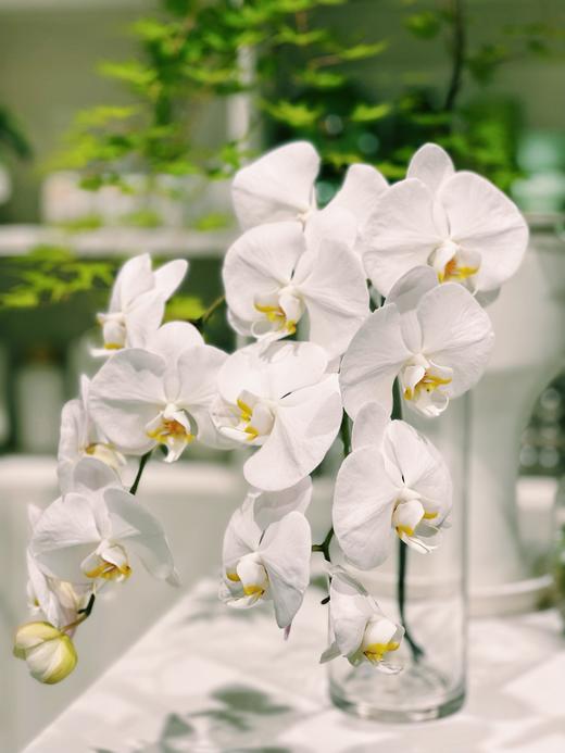 【周四秒杀】优雅蝴蝶兰2枝78元 商品图0