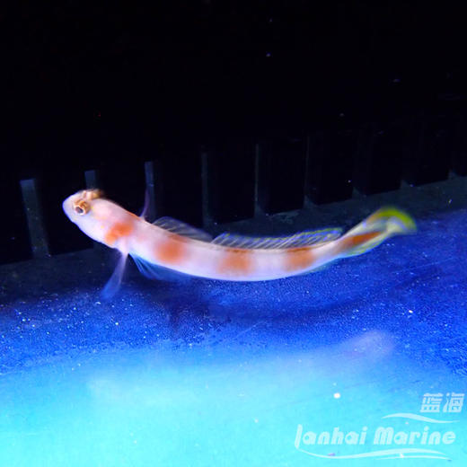 橙条纹虾虎 商品图2