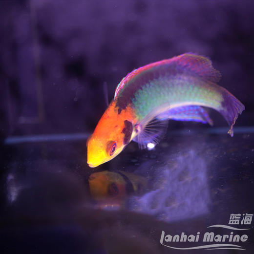 太平洋七彩雀 商品图2