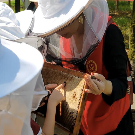 快乐假期，甜蜜之旅----汪氏蜜蜂园科普研学探蜜营购买链接 商品图2