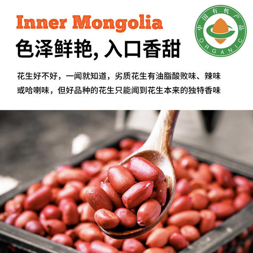 内蒙古有机花生，一枚花生，结4粒果 商品图2