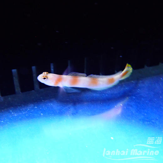 橙条纹虾虎 商品图1