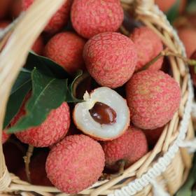 高州荔枝白糖罂5斤左右