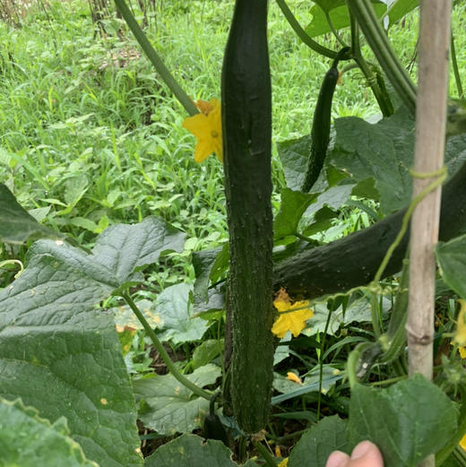 新鲜生态黄瓜  （500克） 商品图1