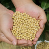 农家老品种黑脐黄豆  生态种植  颗粒饱满  豆香浓郁  黄豆 400g 商品缩略图1