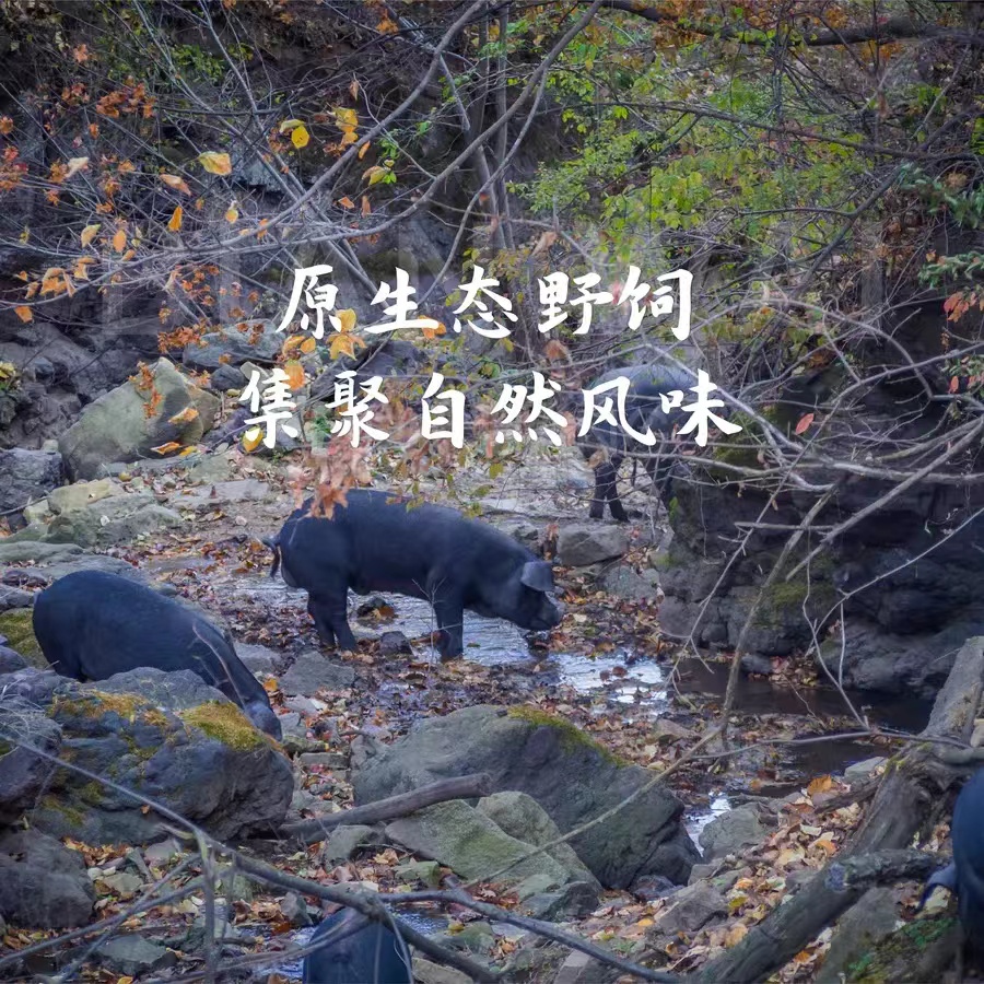 2025边外林下散养黑猪588型/888型礼盒装