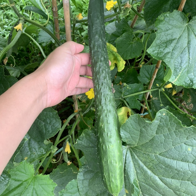 新鲜生态黄瓜  （500克）