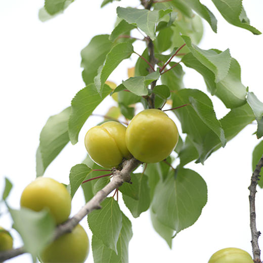【山东.五村一杏】新鲜采摘，泰山脚下珍珠油杏，鲜嫩多汁，香甜如蜜，开胃解腻，越吃越想吃~ 商品图2