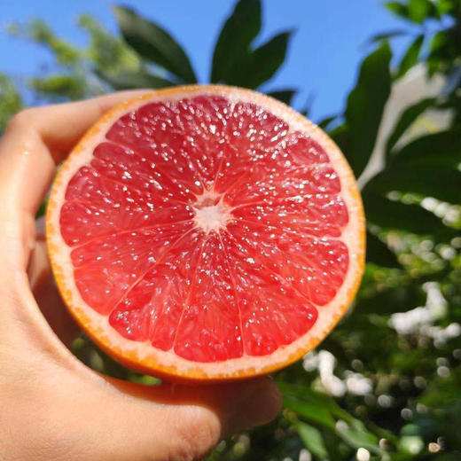 【南非红心西柚】| 水果中的红宝石，富含维生素，鲜嫩多汁爽口，在这个夏天，就要“柚”惑你~ 商品图0